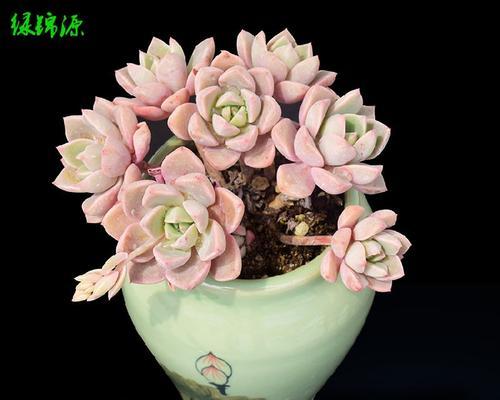 农业花卉送给佳人有何寓意？这种礼物的选择有何讲究？