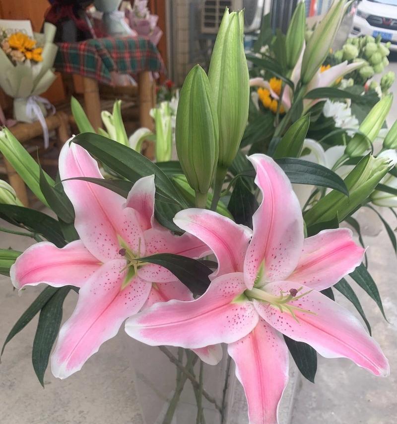 粉色百合花的文案花语及其应用是什么？