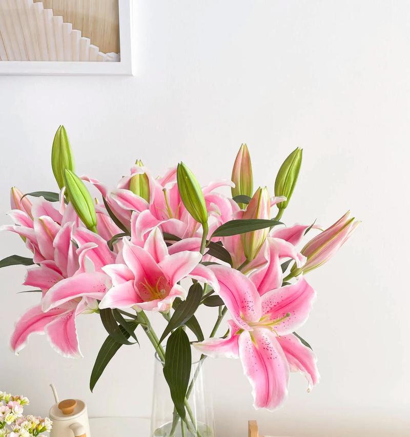粉色百合花的文案花语及其应用是什么？