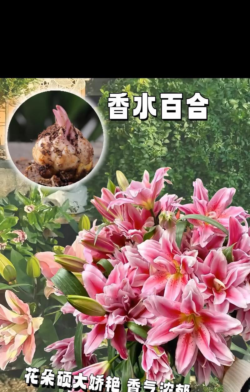 粉色百合花的文案花语及其应用是什么？