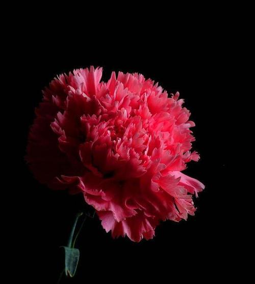 红色康乃馨的含义是什么？它的花语有哪些？