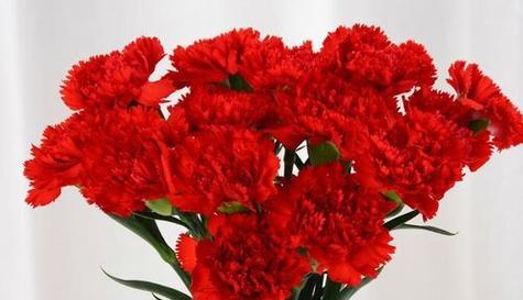 红色康乃馨的含义是什么？它的花语有哪些？