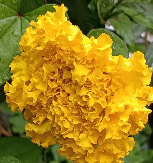 万寿菊的花语有哪些？万寿菊在园艺中的象征意义是什么？