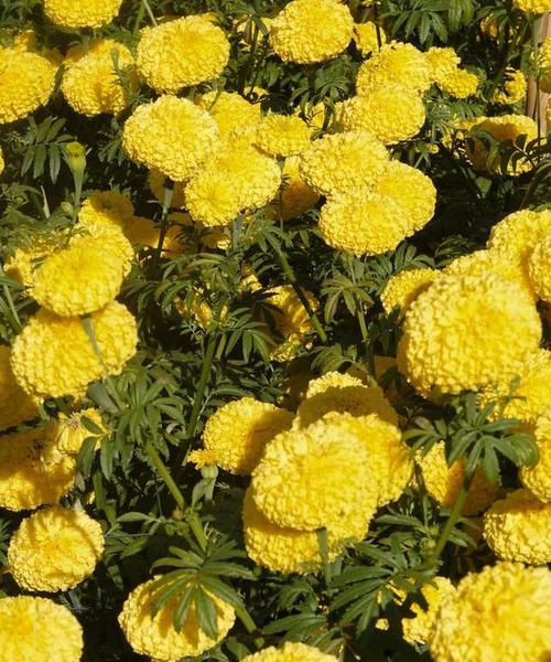 万寿菊的花语有哪些？万寿菊在园艺中的象征意义是什么？