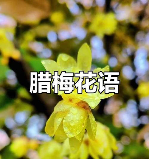 腊梅在花店中通常象征什么？
