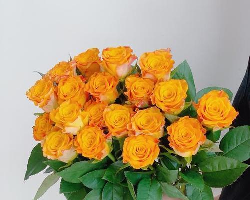 玫瑰花金色寓意是什么意思？金色玫瑰花有何特别含义？