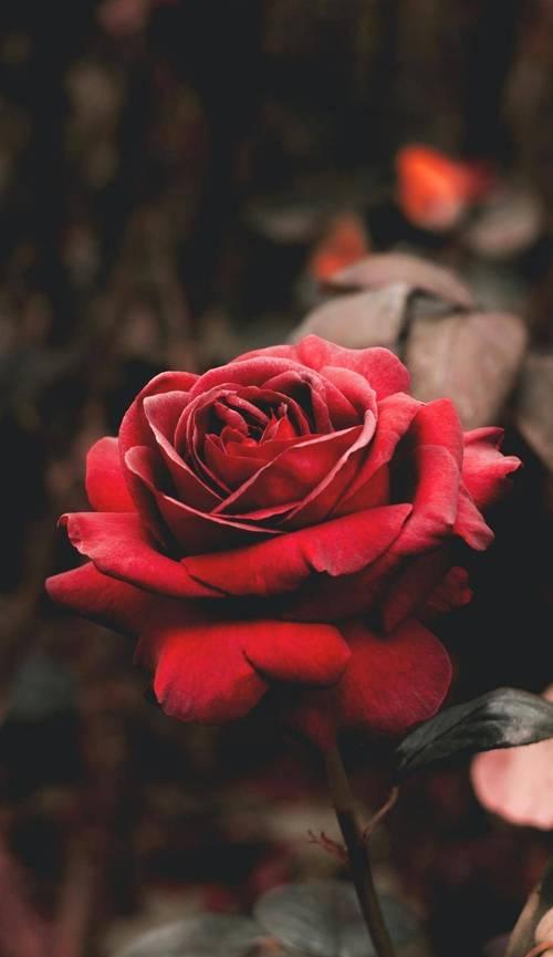 看见玫瑰花渐渐枯萎了什么意思？玫瑰花枯萎预示着什么？