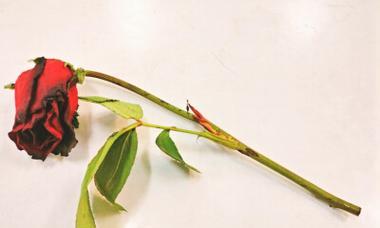 看见玫瑰花渐渐枯萎了什么意思？玫瑰花枯萎预示着什么？