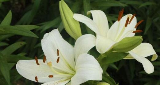 九头百合花放床头的寓意是什么？它象征着什么？