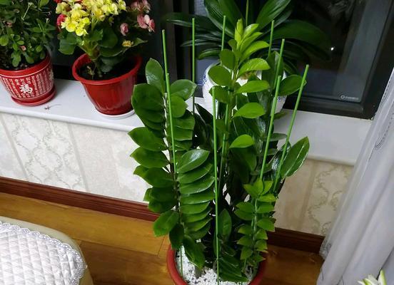 小盆栽送女生什么好？有哪些寓意吉祥的植物推荐？