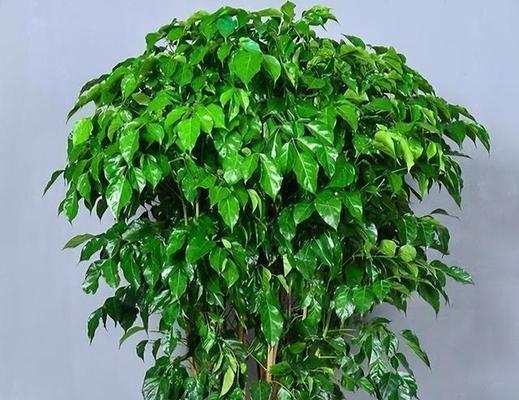 小盆栽送女生什么好？有哪些寓意吉祥的植物推荐？