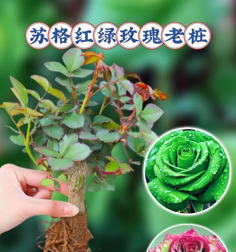 玫瑰花的绿色花语是什么？代表什么？