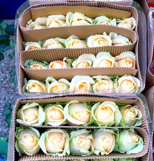 三十三朵香槟玫瑰代表什么？其花语有何特殊含义？