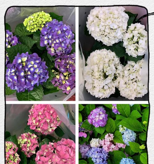 绣球花的花语有哪些？它通常象征着什么？