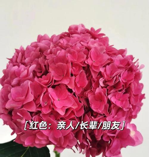 绣球花的花语有哪些？它通常象征着什么？