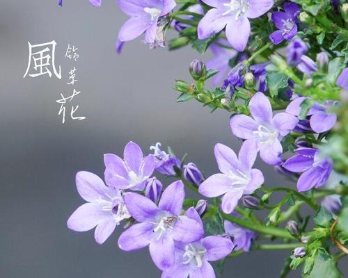 风铃草的花语有何特别之处？适合哪种场合赠送？