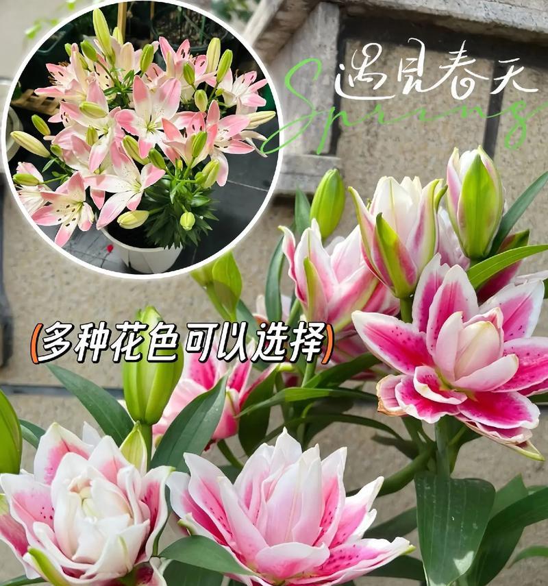 良缘百合花语有何特别寓意？