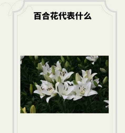 良缘百合花语有何特别寓意？
