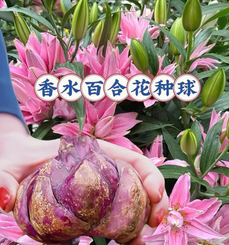 女生给女生买百合花有什么特别的含义？它代表了什么？