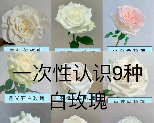 送白玫瑰通常意味着什么？有哪些特别含义？