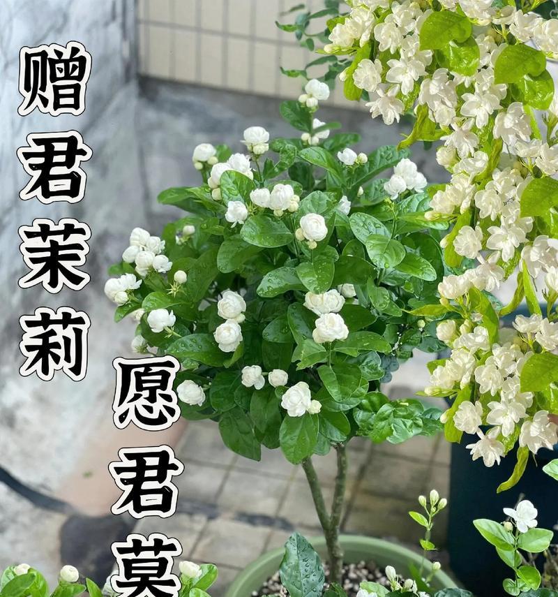 茉莉花的花语及其在文化中的地位是什么？