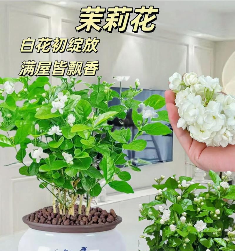 茉莉花的花语及其在文化中的地位是什么？