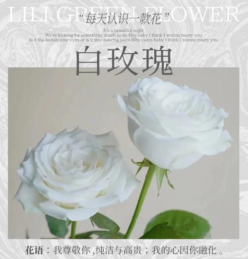 白玫瑰九朵的含义是什么？九朵白玫瑰的象征意义有哪些？