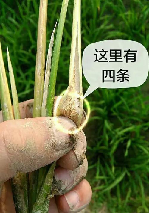水稻浮白现象有何特殊含义？