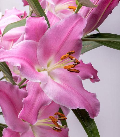 粉红色百合花的寓意是什么？它象征着怎样的情感？