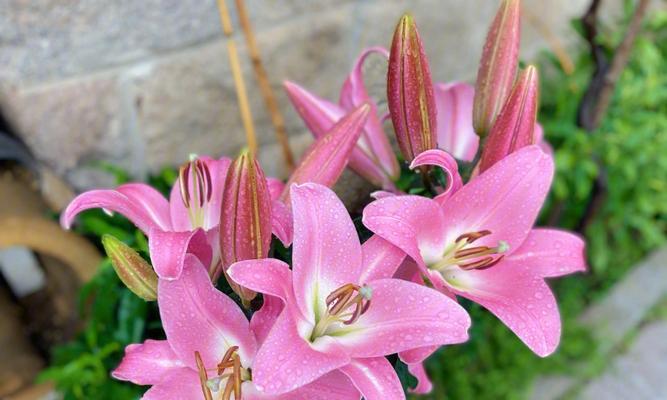 粉红色百合花的寓意是什么？它象征着怎样的情感？