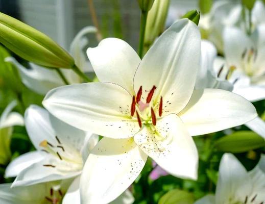 情人节送百合花有何特别意义？百合花在情人节礼物中代表什么？