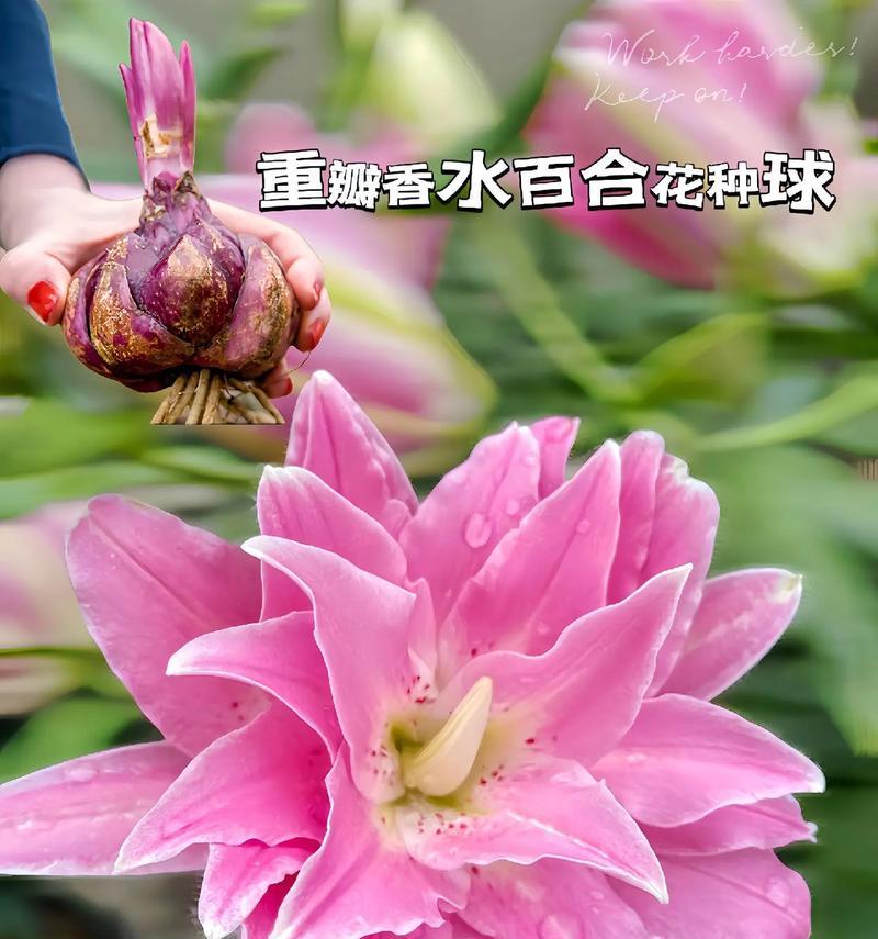 情人节送百合花有何特别意义？百合花在情人节礼物中代表什么？