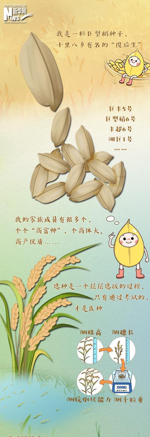 水稻生理性死亡的含义是什么？水稻死亡对农业有何影响？