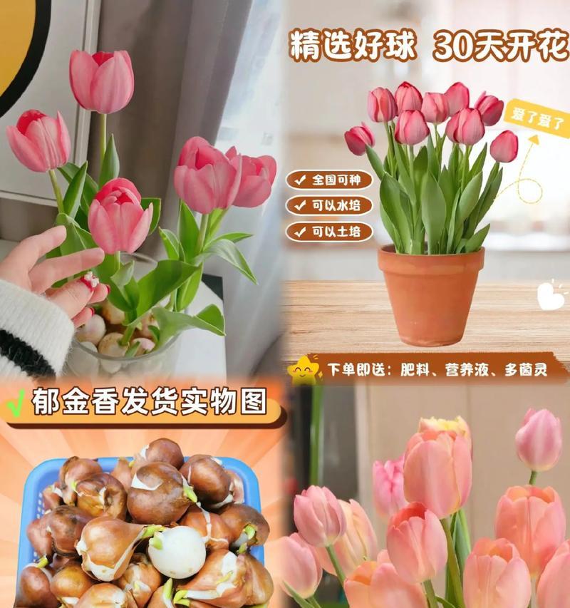 风水中过屋送花有何讲究？哪种花卉最适宜？