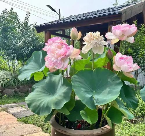 风水中过屋送花有何讲究？哪种花卉最适宜？