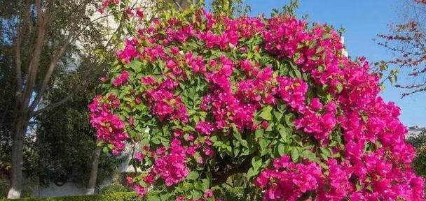 风水中过屋送花有何讲究？哪种花卉最适宜？