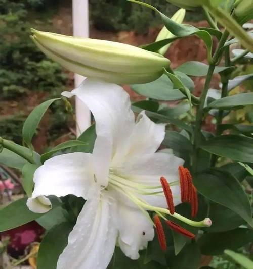 百合花在女性文化中代表什么？