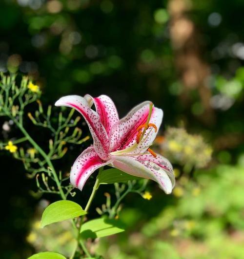 百合花在女性文化中代表什么？