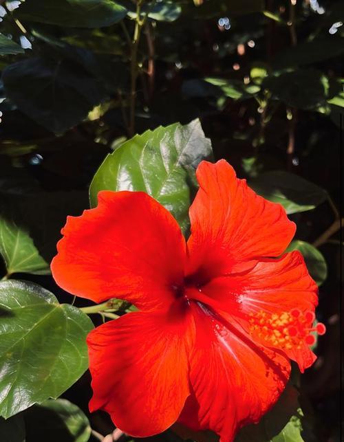 扶桑花的花语是什么？扶桑花在传统中有哪些寓意？