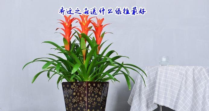 乔迁新房时送哪种盆栽最合适？它有什么寓意？