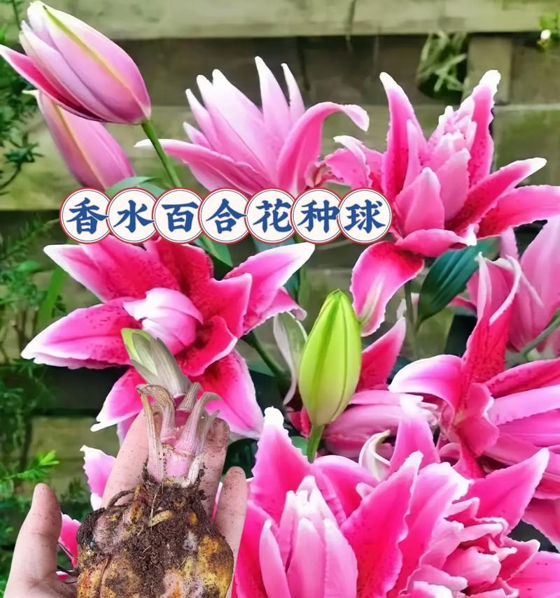 头戴百合白花什么意思？头戴百合白花的象征意义是什么？