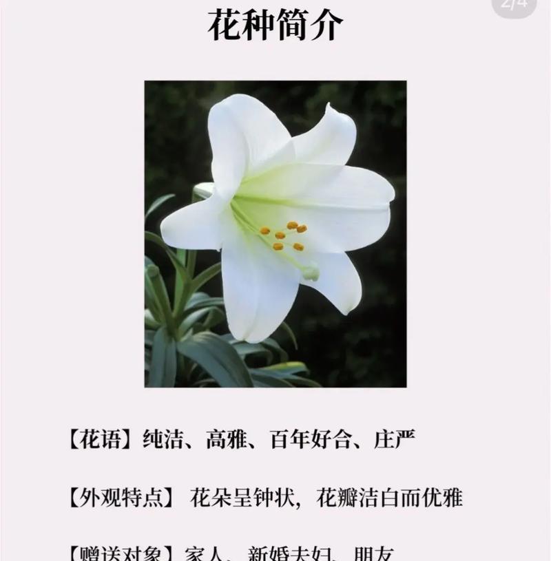头戴百合白花什么意思？头戴百合白花的象征意义是什么？