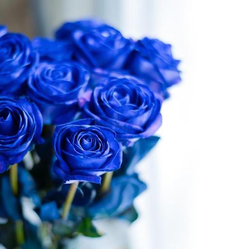 蓝色海上玫瑰花代表什么？它的花语是什么？
