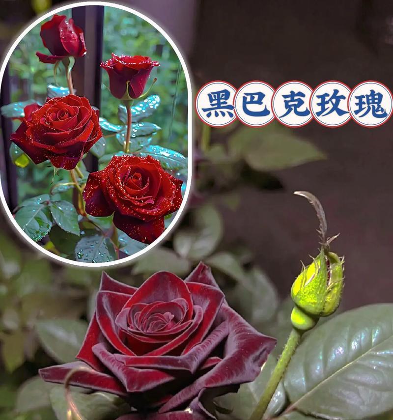 小朵玫瑰花有何特别含义？送人时应注意什么？