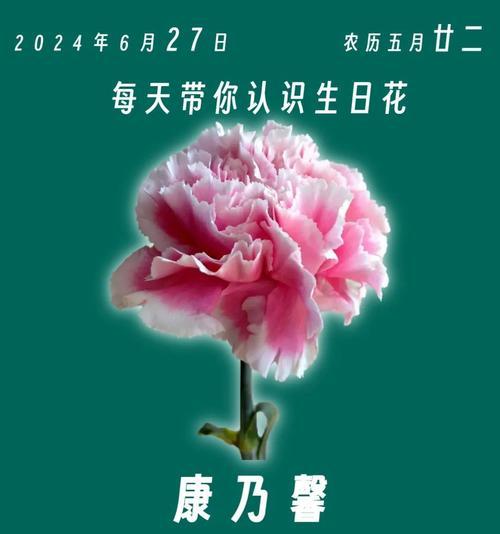 康乃馨象征着什么？母亲节送康乃馨有何深意？