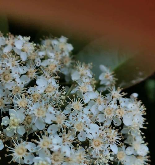 石楠花树的寓意是什么？花语中的象征意义？