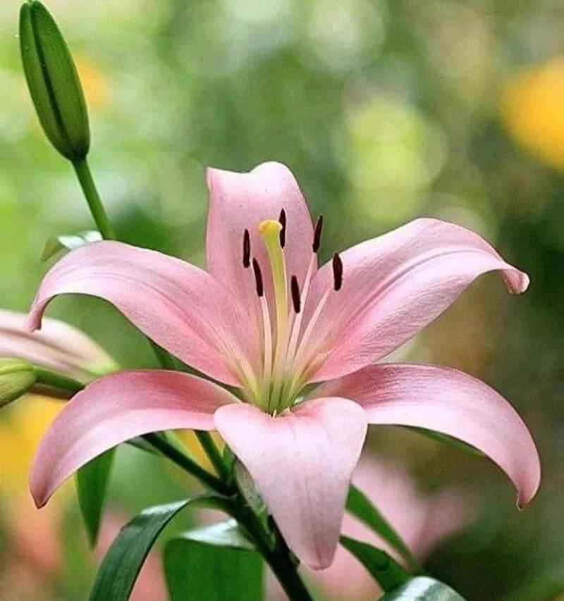 百合花语在网络用语中代表什么？