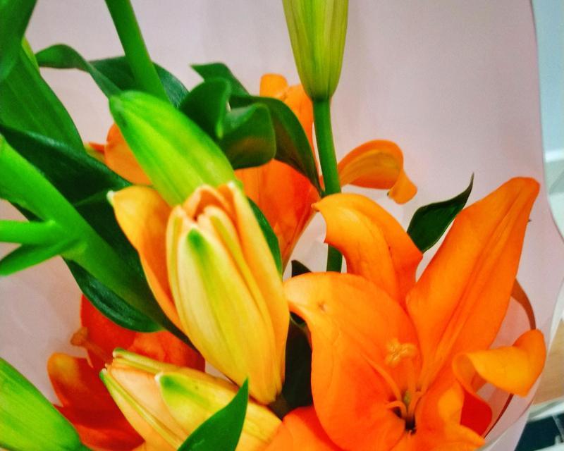 百合花语在网络用语中代表什么？