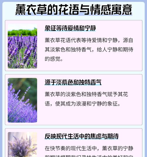 粉玫瑰的花语是什么？它通常用来表达什么情感？