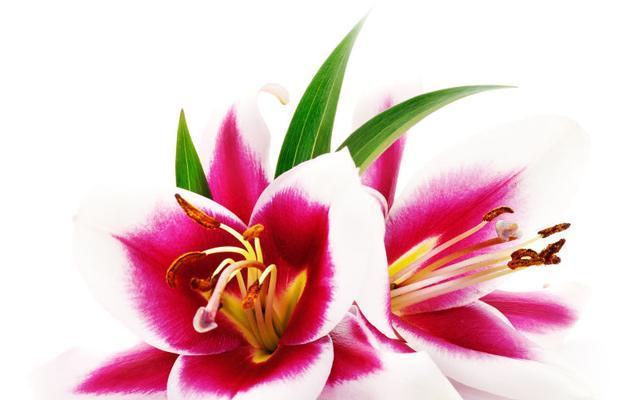 两朵百合花象征着什么？